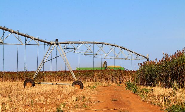 Embrapa avança no uso de sorgo-biomassa com resultados promissores para geração de energia