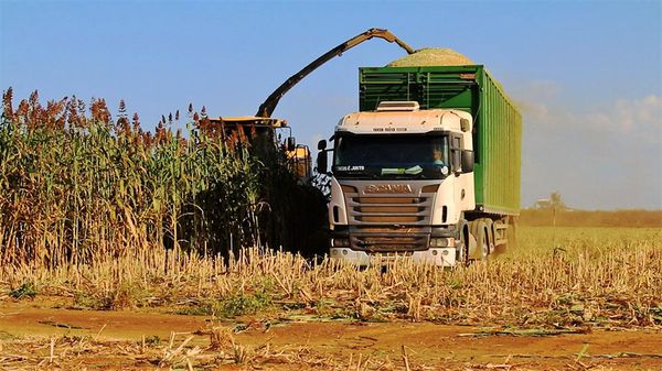 sorgo_biomassa