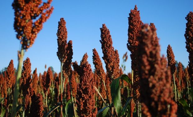 En busca del mercado chino de sorgo