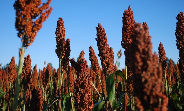 La exportación ofertó el viernes U$S 140 por el sorgo de la nueva cosecha.