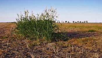 Manejo integrado de malezas y enfermedades en soja