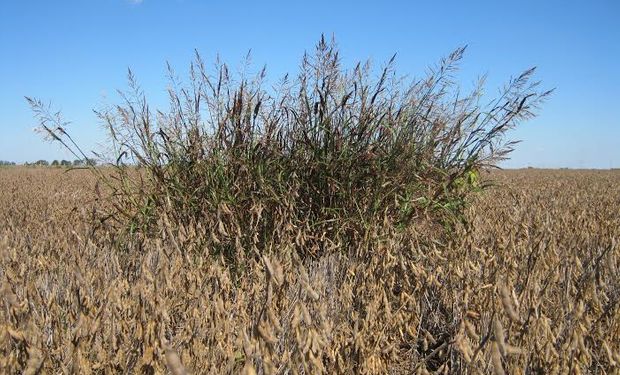 Advierten que el manejo de Sorgo de Alepo resistente a glifosato y graminicidas no es sencillo.