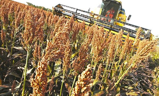 Luego de varias campañas con caída de superficie, el cereal recobra importancia como alternativa para mejorar la eficiencia ganadera.