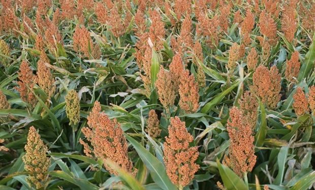 Sorgo: las lluvias apuntalan la siembra y, en Entre Ríos, rige un alerta por mildiu