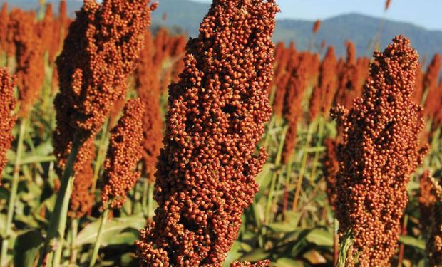 El sorgo requiere 30% menos de riego y de fertilizantes que otros cultivos de iguales características.