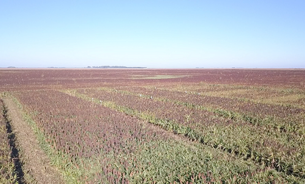 Sorgo: revelarán datos claves para maximizar el rendimiento