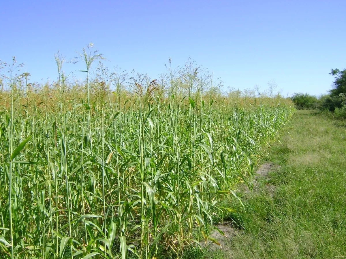 noticiaspuertosantacruz.com.ar - Imagen extraida de: https://news.agrofy.com.ar/noticia/211258/que-cultivo-campo-se-hacen-escobas-y-cuantas-salen-hectarea