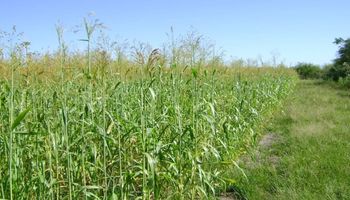 Con qué cultivo del campo se hacen las escobas y cuántas salen por hectárea