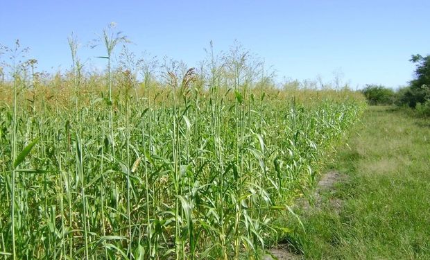 Con qué cultivo del campo se hacen las escobas y cuántas salen por hectárea