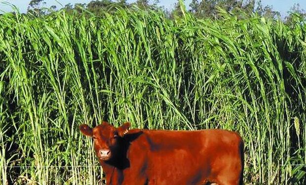 La vieja receta que propone un esquema de rotaciones con el objeto de optimizar la producción agrícola-ganadera renace con una gran fuerza. Foto: Diario Clarín.