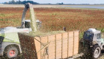 El gen que puede salvar hasta el 30% del rinde: descubren cómo frenar el brotado precosecha en sorgo