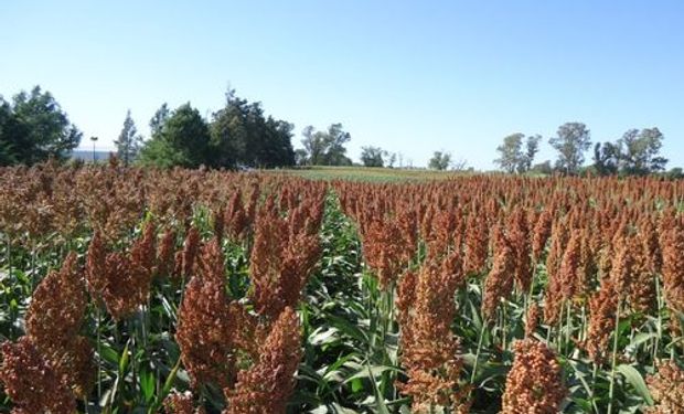 Sorgo, un seguro para la producción de granos