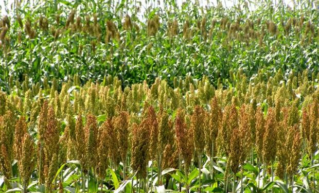 Sorgo: finaliza una gran siembra (con buen estado por las lluvias) y se detectó presencia de pulgón