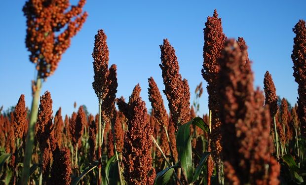 "Revival" del sorgo: las razones detrás de la mayor intención de siembra y consejos para el manejo