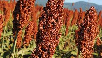 China: Importador serial de sorgo