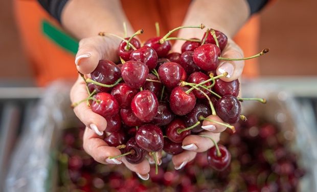 Arrancaron en 1954 con puestos locales, incorporaron tecnología y se convirtieron en los mayores productores de cereza de un país europeo