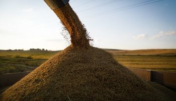 El precio de la soja se recuperó y ganó más de US$ 13 por tonelada en su posición más cercana
