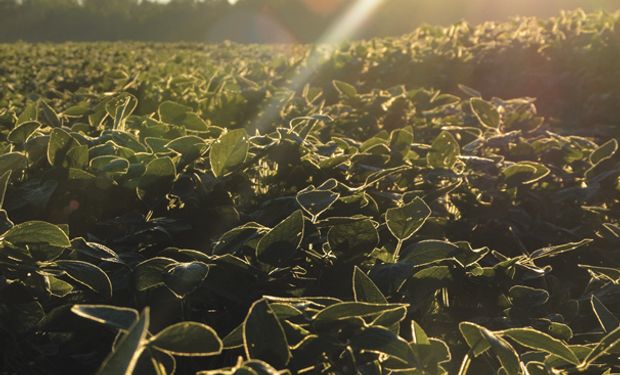 La semana que viene se dará a conocer el informe mensual del USDA de oferta y demanda mundial del mes de marzo.