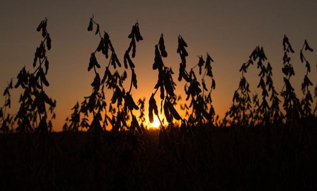 En esta campaña, la baja proteína de la soja podría llevar a U$S 674 millones las pérdidas para Argentina.