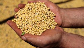 El precio de la soja vuelve a operar con bajas, maíz y trigo acompañan