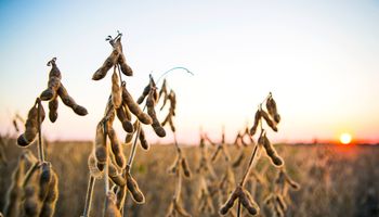 El precio de la soja se encuentra a la deriva por la falta de señales de China