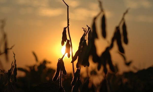 Una débil demanda de exportación y una cosecha abundante en Sudamérica llevaron a la soja a mínimos desde noviembre.