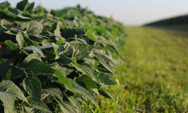 Pro Farmer informó condiciones de soja por encima al promedio de los últimos años, lo que genera buenas expectativas de la cosecha en curso.