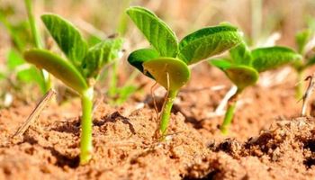 Soja y maíz: el lento avance de la siembra en Estados Unidos impulsa a los precios