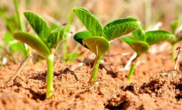 Soja y maíz: el lento avance de la siembra en Estados Unidos impulsa a los precios