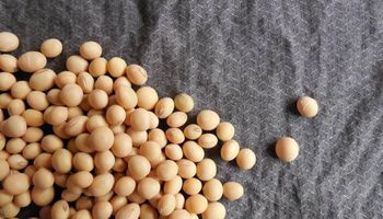 Toma de ganancias: se corta la recuperación de la soja en Chicago