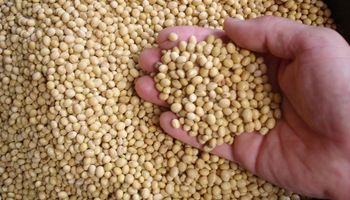 El informe del USDA en 11 gráficos que describen la actualidad del mercado de granos