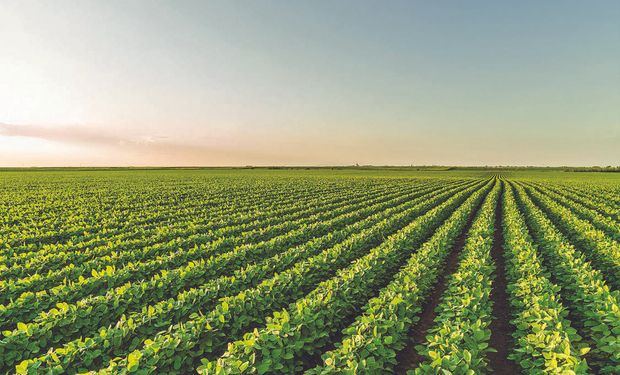 Anuncian una nueva soja con tolerancia inédita a herbicidas: ¿Cuándo llega al mercado?