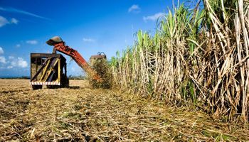 Saiba os fatores que fazem SP expandir a produtividade da cana-de-açúcar