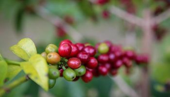 SP amplia compras de café de cooperativas para enfrentar tarifas dos EUA