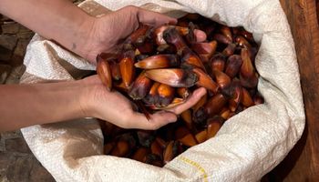 Governo de SP vai pagar até R$ 36 mil por produtor para salvar araucária da extinção