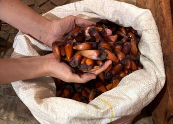 Governo de SP vai pagar até R$ 36 mil por produtor para salvar araucária da extinção