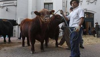 Obra de artesanos: hacer que un toro sea un speciality de la ganadería