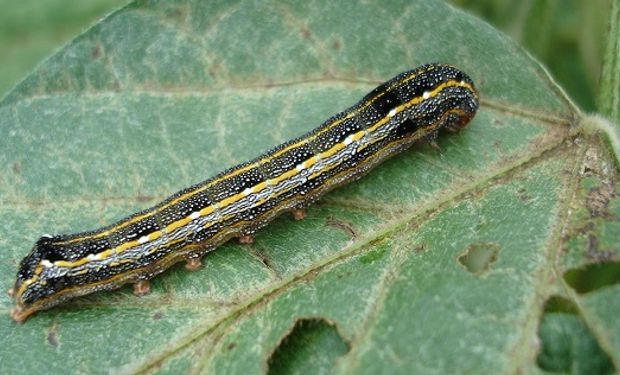 Oruga del yuyo colorado, medidora y de las leguminosas: las principales amenazas en soja