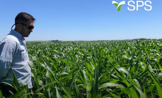 SPS se relanza al mercado como nueva marca de Syngenta, con híbridos confiables en una precampaña que comienza a mostrar faltantes