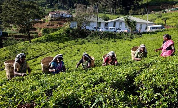 Sri Lanka da marcha atrás con la prohibición del glifosato tras el derrumbe productivo