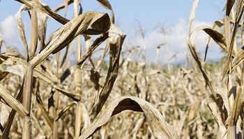 Efecto sequia: en Santa fe analizan levantar cultivares de maíz para sembrar soja tardía