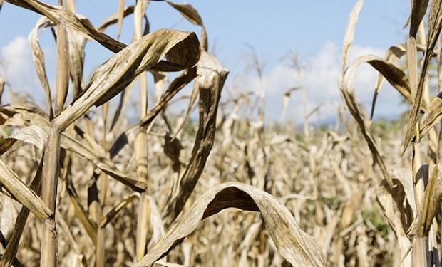 Efecto sequia: en Santa fe analizan levantar cultivares de maíz para sembrar soja tardía