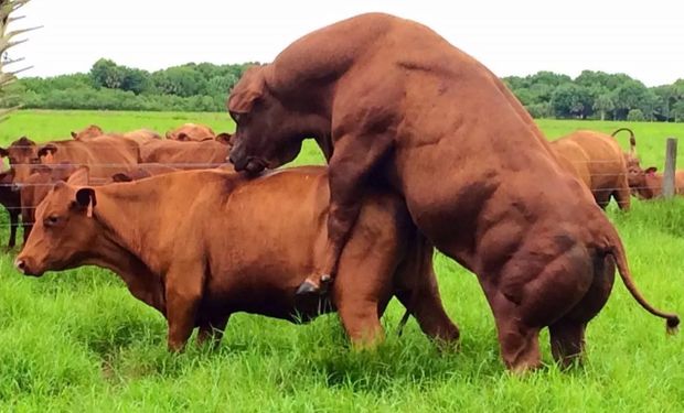 Un hallazgo clave en una enfermedad bovina cambia una creencia de más de 100 años