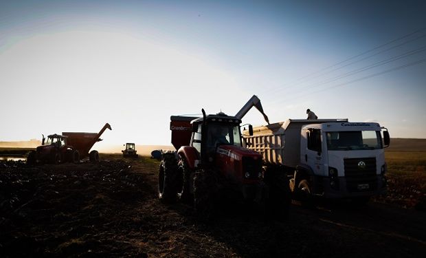 La soja prolongó su caída ante la competitividad de la fuerte cosecha de Brasil