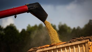 El precio de la soja profundizó la caída: perdió más de US$ 10 por tonelada