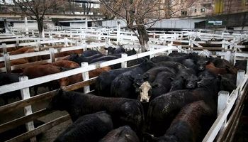Liniers: precios sostenidos en lotes de vaca por la demanda exportadora