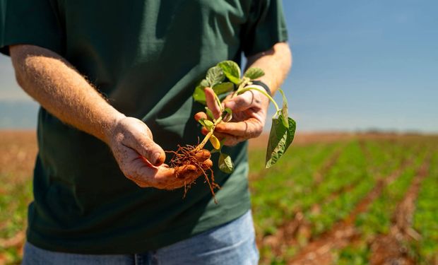 STF mantém lei do MT que proíbe incentivos a empresas da Moratória da Soja