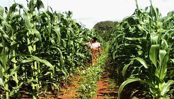 "Acá hay un Brasil dormido”: la apuesta del mayor semillero privado del mundo en un mercado clave