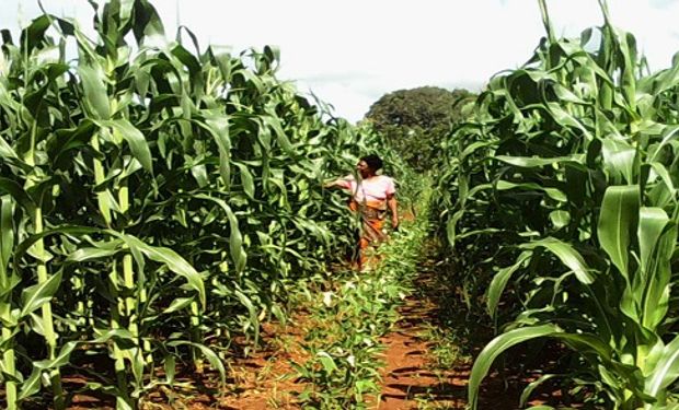 "Acá hay un Brasil dormido”: el mayor semillero privado del mundo apuesta a un mercado que albergará el 50% de la población mundial en 2050