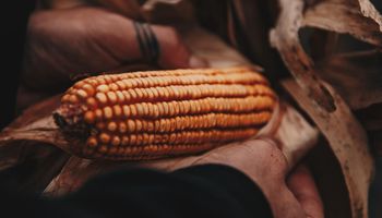 Oportunidad: el cultivo que con 5.000 kg/ha deja un margen superior al de una soja de segunda de 1.800 kilos